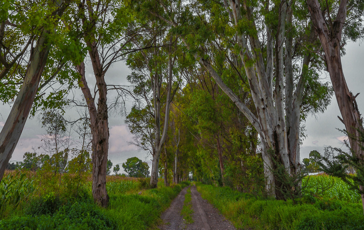 CDR San Miguel - Rancho La Pizcachita