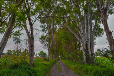 CDR San Miguel - Rancho La Pizcachita