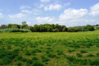 CDR San Miguel Rancho La Milpa