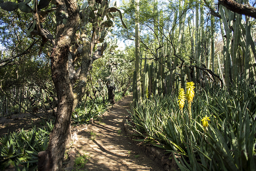 CDR SAN MIGUEL CHRISTIE'S RANCHO LA CANTERA